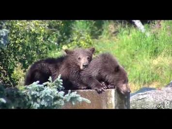 402_and_cubs_-_Explore.org_August_3,_2022-2