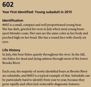 602's page of the 2016 Bears of Brooks River book page 31 ~ info only