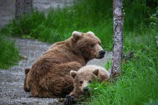 708 Amelia and her two 2.5 year old cubs July 5, 2021 photo by NWBearLove92