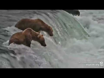 806_Junior_and_903_Fish_on_the_Lip_Together_-_July_22,_2022_(explore.org)-2