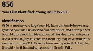 856's page of the 2018 Bears of Brooks River book, page 84 ~ Identification section only