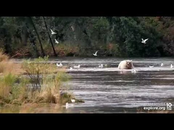 435_Holly_looking_so_fat_from_afar_Explore.org_09-23-22