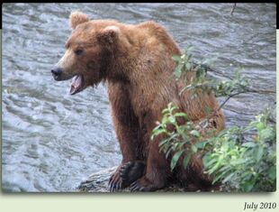 94 July 2010 NPS photo 2012 Bears of Brooks iBook