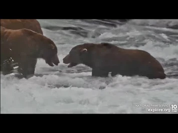 Beautiful_BF_bears_._you_id_them_BF_Explore.org_9-5-22-3