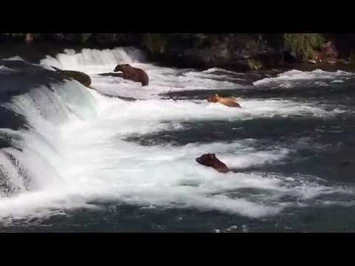 Brooks_Falls_Grizzly_viewing