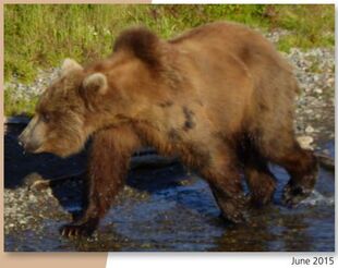 284 "Electra" June 2015 NPS photo from page 42 of the 2016 Bears of Brooks River book