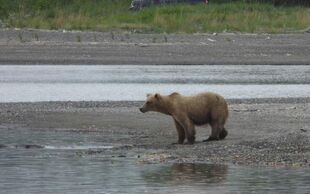 128 Grazer June 3, 2015 NPS photo