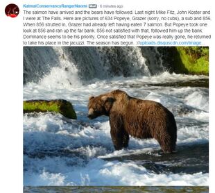 Katmai Conservancy Ranger Naomi's June 20, 2019 08:55 AKDT comment