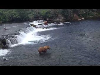 One of the oldest – and most beloved – bears at Katmai National Park  finally returns to Brooks Falls - Alaska Public Media