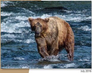 274 Overflow July 2016 NPS photo 2017 Bears of Brooks River book page 72