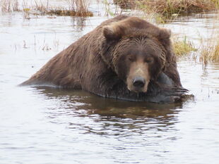 913 "Moomba" Fall 2024 NPS photograph by Ranger Tammy Carmack via Melissa Freels (radioquiet p 01/07/25 19:41 #3)