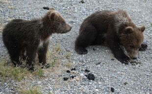 171's 2 spring cubs on July 2, 2019 at 22:29 photograph by Truman Everts