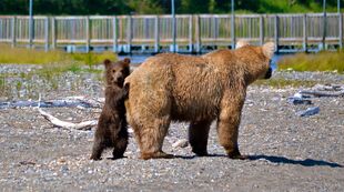 435 Holly with her spring cub (719) on July 21, 2014 or prior NPS photo from KNP&P's July 21, 2014 Facebook post