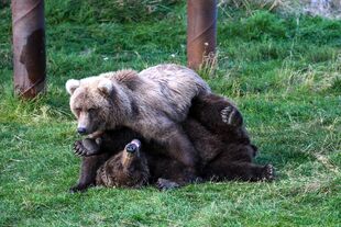 128 Grazer's 2.5 year old cub (lighter) and 306 (darker) September 2, 2022 photo by NWBearLove92