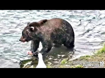 20_Sep_2022-_344_Finds_a_Fish_(explore.org)