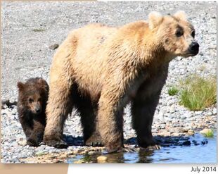 435 Holly with her spring cub (719) July 2014 NPS photo from the 2015 Bears of Brooks River book, page 40