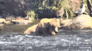 A salmon slap interupts 480 Otis' nap July 14, 2020 gif created by DanteV2000