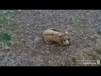 128_Grazer_and_One_of_Her_Cubs_Wait_for_Salmon_-_June_22,_2022_(explore.org)