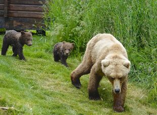 171 leading her 2 spring cubs through Brooks Camp on June 30, 2019 at 13:42 photograph by Truman Everts