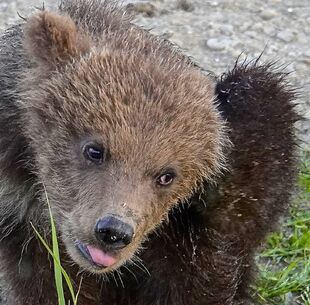 One of 171's two spring cubs scratches behind it's ear for maybe a minute on July 2, 2019 at 22:39 photograph by Truman Everts