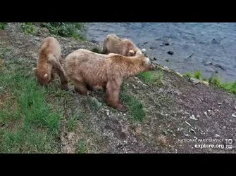 6-21-2022_1-25_PM_BF_More_Grazer_128_and_2.5_yr_old's_Explore.org