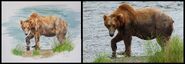 "Humphrey" painting by CarolineB vs snapshot that inspired the painting