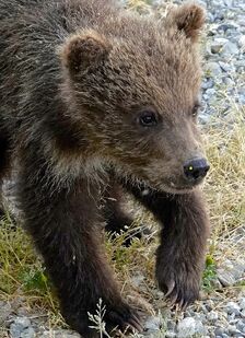 171's smallest spring cub on July 2, 2019 at 22:28 photograph by Truman Everts