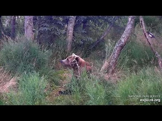 22_Aug_2020-_Magpies_Watch_903-2