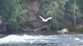 505_and_2_coys_2018-08-02_by_Flyer_7474_(aka_SteveCA)