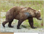 856 June 2015 NPS photo 2016 Bears of Brooks River book page 79