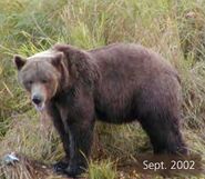 489 Ted September 2002 NPS photo from the 2010 Bears of Brooks River book, page 19