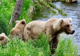 128 Grazer and her 2 yearlings June 30, 2021 photo by Bonnie Hankins (aka NutsBoutBears)