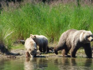 171 and 2 yearlings July 23, 2017 photo by Scammin