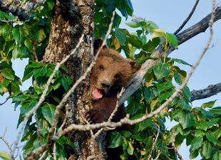 171s larger? spring cub July 8, 2019 photo by NWBearLove92