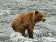 402's yearling "cubadult"