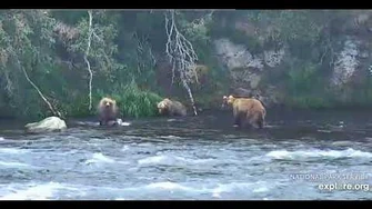 89_Backpack_and_39_fight_over_fish_7_9_2018,_video_by_Lani_H