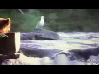 910jr_jumps_on_the_lip_when_the_132's_show_up