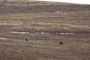 284 "Electra" (left) with 151 Walker (right) May 17, 2015 on Dumpling Mountain NPS photo from KNP&P flickr