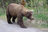 Brooks Lodge's May 30, 2019 09:05 Facebook post with Kara Stenberg's front view photo of the adult bear, sex unknown ~ photo only