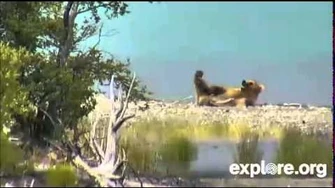 Katmai_Park_Brooks_River_What_is_this_Bear_Doing?_September_22,_2014_by_JBirdyHome