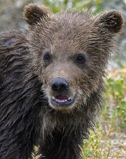 171's smallest spring cub June 30, 2019 photo by Truman Everts