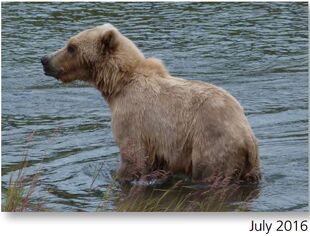 171 July 2016 NPS photo 2017 Bears of Brooks River book page 42