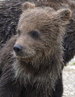 1 of 171's 2 spring cubs June 30, 2019 photo by Truman Everts