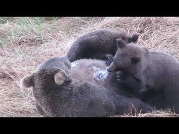 402_nursing_her_cubs_9-15-2022