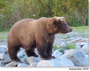 806 September 2019 NPS photo 2021 Bears of Brooks River book page 51