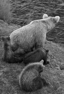 128 Grazer with her 3 spring cubs between July 16, 2016 - July 21, 2016 photograph by Truman Everts