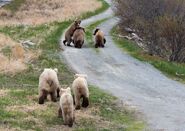 128 Grazer with her two remaining 2.5 year-old cubs and 409 Beadnose with her 2.5 year-old cubs on Spit Road May 24 - 30, 2018 NPS photo by R. Taylor via KNP&P's June 1, 2018 06:01 Facebook post