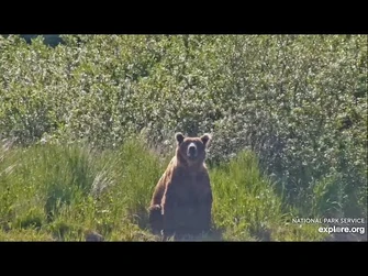 503_Hangs_Out_in_the_Lower_River_-_July_2,_2024_(explore.org)