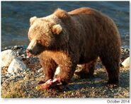 289 October 2014 NPS photo from the 2015 Bears of Brooks River book page 36