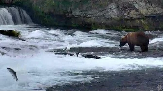 89_Backpack_&_Lots_of_salmon_at_Brooks_Falls!_02_July_2017_by_Arlene_Beech